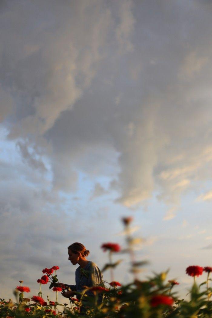 Sunset Serenade: Warmth in Blooms